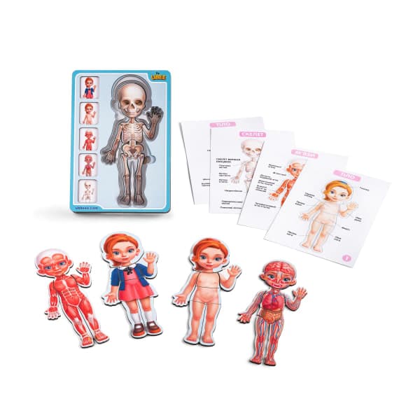 🧬👧 Багатошаровий дерев’яний пазл «Анатомія людини – дівчинка»